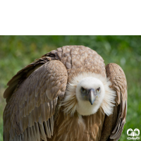 گونه کرکس Eurasian Griffon Vulture